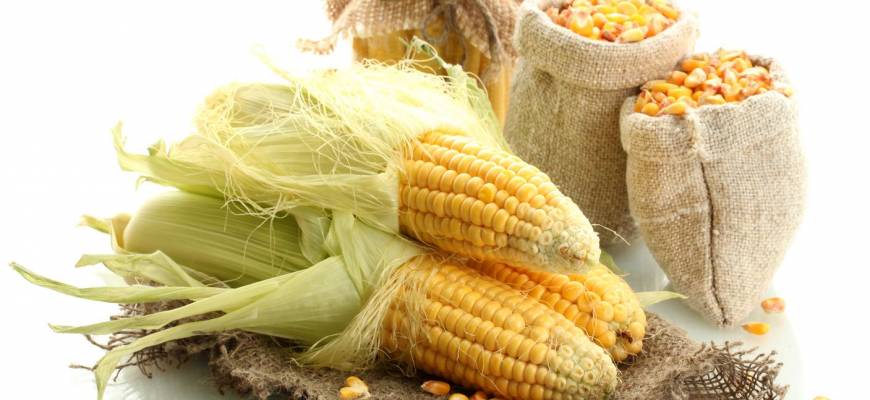 Kukurydza - amerykańskie ziarno opanowało świat