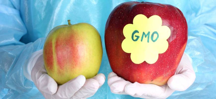 Żywność GMO w Polsce - więcej wad czy zalet?