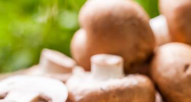 Shiitake - uprawa i sposoby przyrządzania grzybów o leczniczych właściwościach!