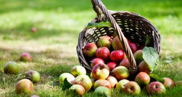 Cydr jabłkowy ma zdrowotne właściwości. Najlepiej zrobić go samemu!