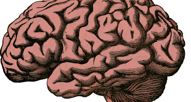 Kilka wskazówek, jak prawidłowo zadbać o mózg
