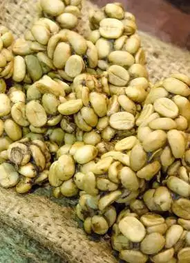 Kawa Kopi Luwak pozyskiwana jest z odchodów łaskuna.