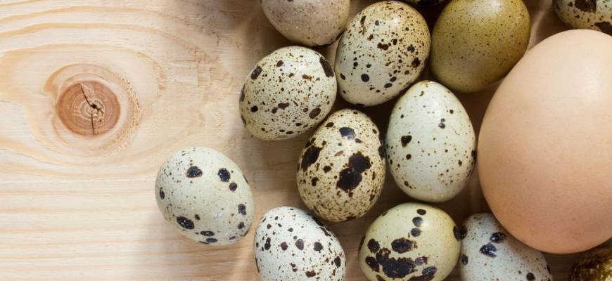 Jajka – naturalne bariery ochrony nowego życia jako fenomen matki natury