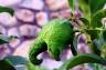 Cytron – egzotyczny owoc zwany ręką Buddy