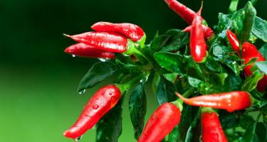Papryka chili – właściwości, odmiany, zastosowanie oraz przepis na piekielny sos