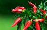 Papryka chili – właściwości, odmiany, zastosowanie oraz przepis na piekielny sos