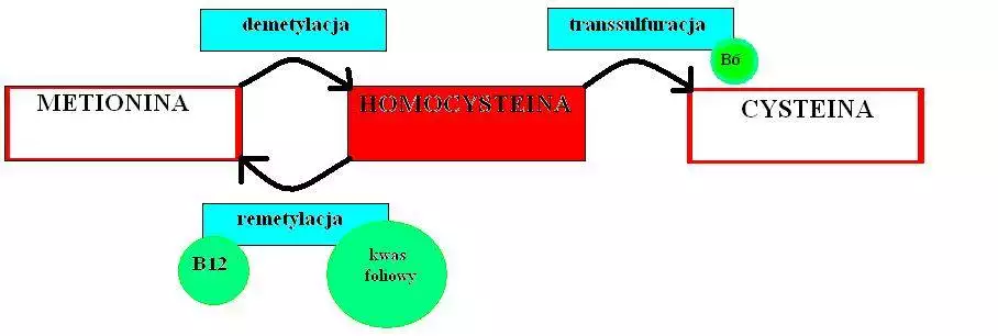przemiany homocysteiny