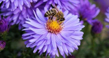 Alergia na jad pszczół może prowadzić do zagrażającego życiu wstrząsu anafilaktycznego.