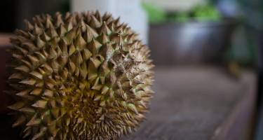 Durian pomaga w dolegliwościach żołądkowych, łagodząc podrażnienia po spożyciu ostrych potraw. 