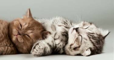 Felinoterapia – charakterystyka oraz wady i zalety "leczenia kotem"