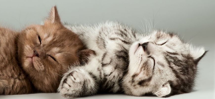 Felinoterapia – charakterystyka oraz wady i zalety "leczenia kotem"