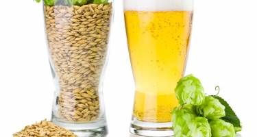 Piwo – podział, gatunki i etapy produkcji