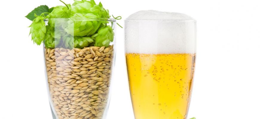 Piwo – podział, gatunki i etapy produkcji