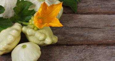 Patison – właściwości, wartości odżywcze i zastosowanie warzywa o ciekawym kształcie
