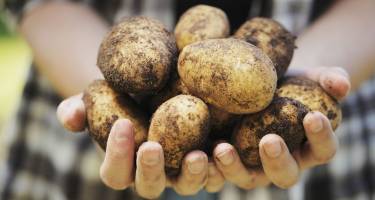 Właściwości i zastosowanie zamienników tradycyjnego ziemniaka