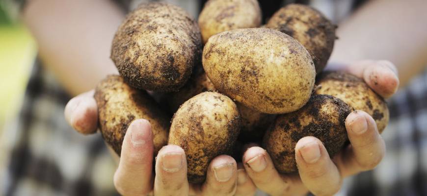 Właściwości i zastosowanie zamienników tradycyjnego ziemniaka