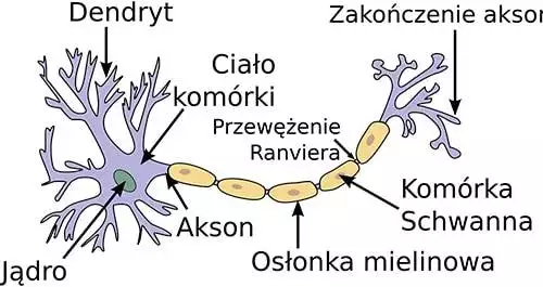 neuron