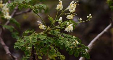 Moringa – skład, właściwości, przeciwwskazania i zastosowanie drzewa chrzanowego