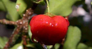Acerola – skład, właściwości i zastosowanie