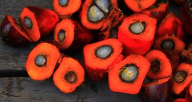 Nierafinowany olej palmowy – właściwości, skład i zastosowanie