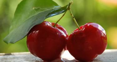 Acerola – właściwości, witamina C, sok