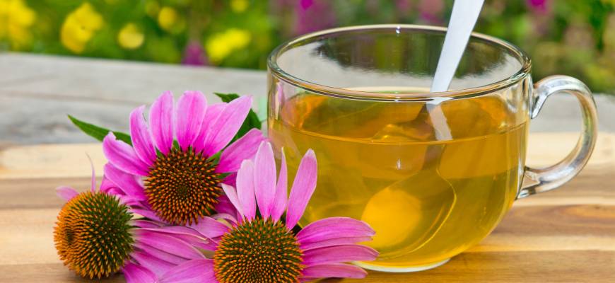 Jeżówka (echinacea) – właściwości, leki, dla dzieci Jeżówka (echinacea) – właściwości, leki, dla dzieci