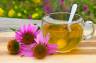 Jeżówka (echinacea) – właściwości, leki, dla dzieci