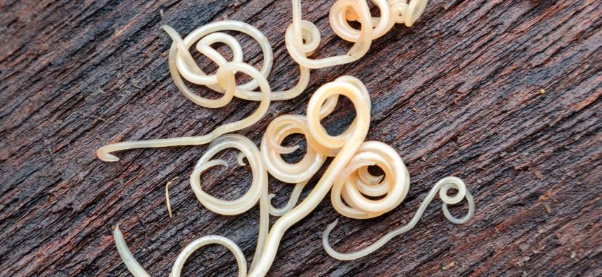 Glistnica – objawy, leczenie i dieta. Glistnica u dzieci Glistnica – objawy, leczenie i dieta. Glistnica u dzieci