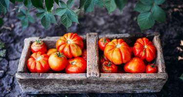 Pomidor – właściwości, witaminy. Pomidory w diecie kobiet w ciąży i osób z dną moczanową