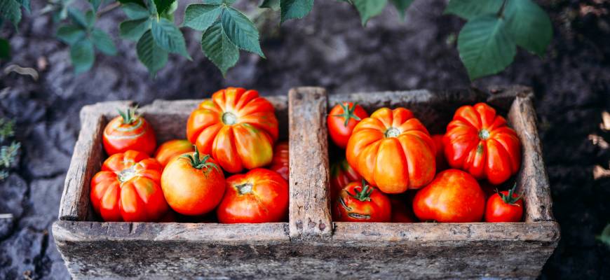 Pomidor – właściwości, witaminy. Pomidory w diecie kobiet w ciąży i osób z dną moczanową