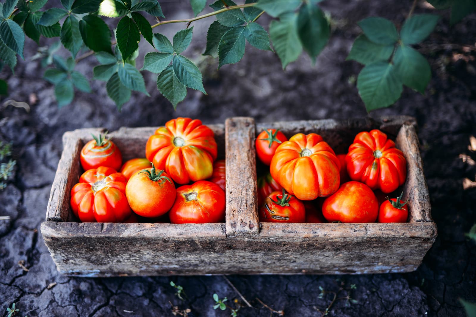pomidory w diecie osób z dną moczanową i kobiet w ciąży witaminy przetwory
