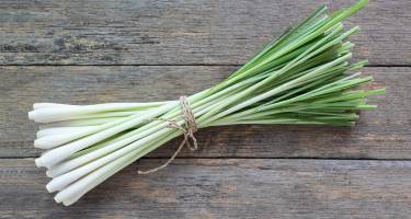 Trawa cytrynowa – właściwości, przepisy Olejek z trawy cytrynowej