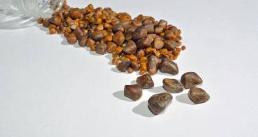 Kamienie w nerkach – objawy, dieta i zioła