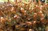 Porost islandzki (cetraria islandica) – właściwości, syrop, tabletki