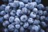Liść i owoc borówki czernicy – właściwości, zastosowanie