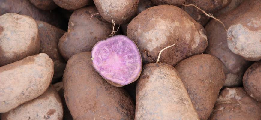 Fioletowe ziemniaki– cena, gdzie kupić, przepisy