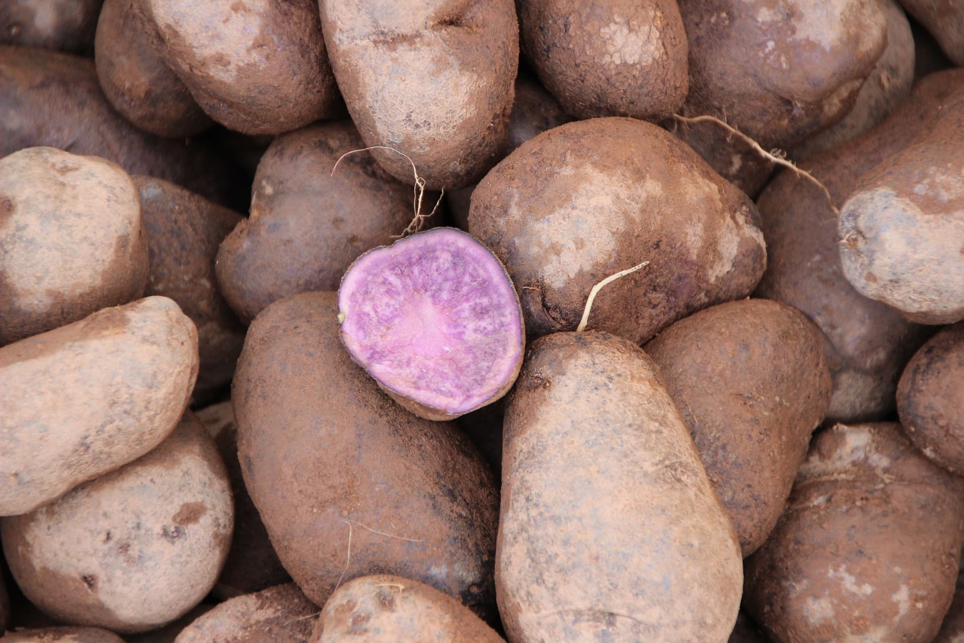 fioletowe ziemniaki właściwości przepisy