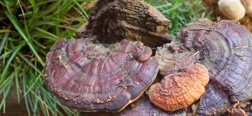 Grzyby reishi – właściwości, skutki uboczne, cena Grzyby reishi – właściwości, skutki uboczne, cena
