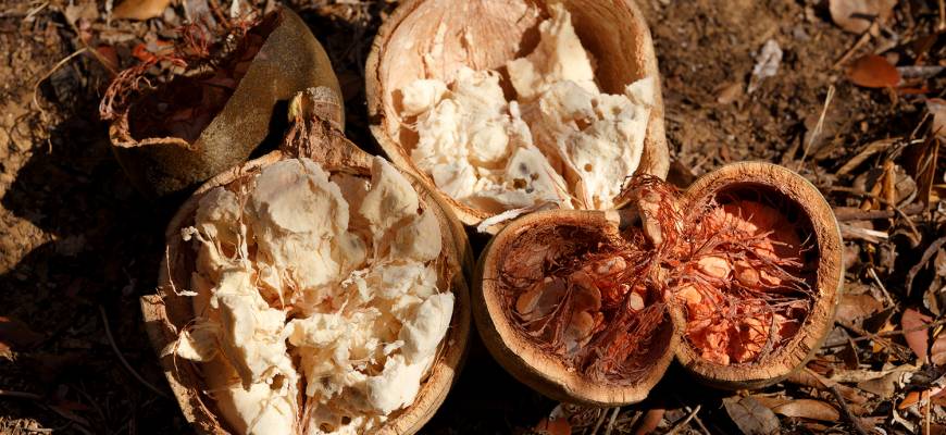 Właściwości lecznicze owoców, liści i oleju z baobabu