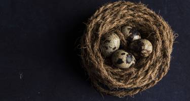 Jajka przepiórcze – właściwości, cena, przepisy. Ile gotować jajka przepiórcze?