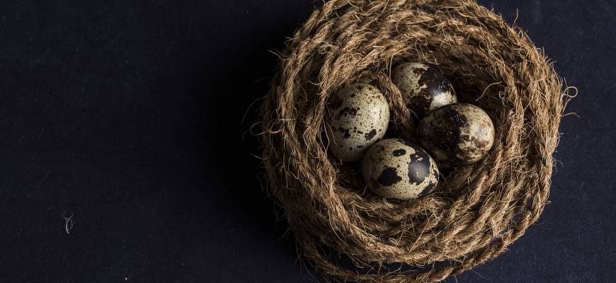 Jajka przepiórcze – właściwości, cena, przepisy. Ile gotować jajka przepiórcze?