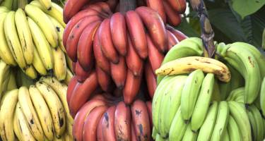 Czerwone banany – właściwości. Jak jeść czerwone banany?
