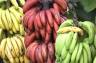 Czerwone banany – właściwości. Jak jeść czerwone banany?