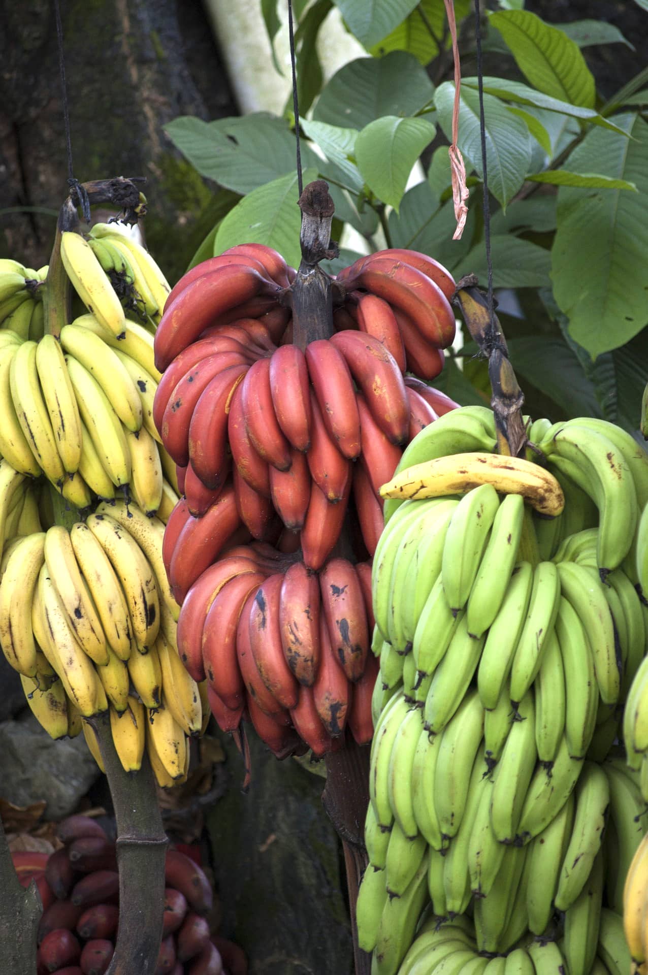 czerwone banany właściwości przepisy