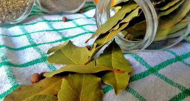 Wywar z liści laurowych – przeciwwskazania i skutki uboczne