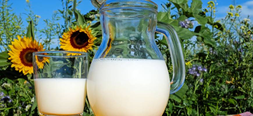 Mleko owcze – właściwości. Czy mleko owcze zawiera laktozę?