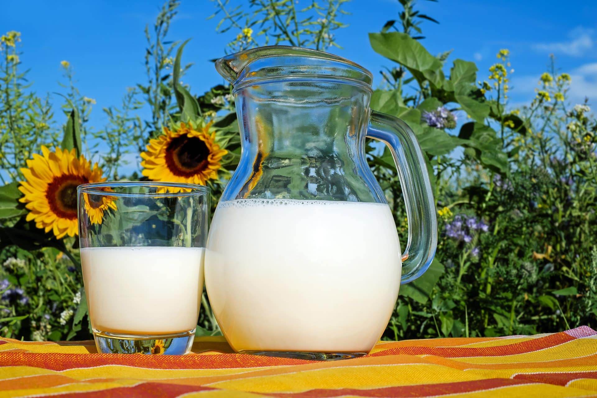 mleko owcze właściwości mleko owcze a laktoza