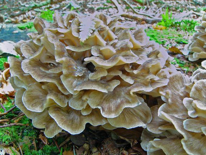 Grzyby Maitake właściwości i przepisy BonaVita Profesjonalny