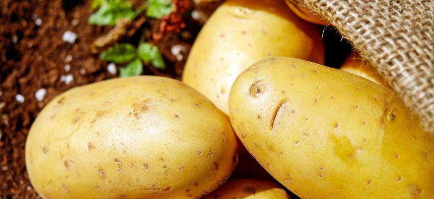 Solanina – niebezpieczna substancja w ziemniakach. Zatrucie solaniną