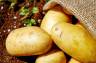 Solanina – niebezpieczna substancja w ziemniakach. Zatrucie solaniną